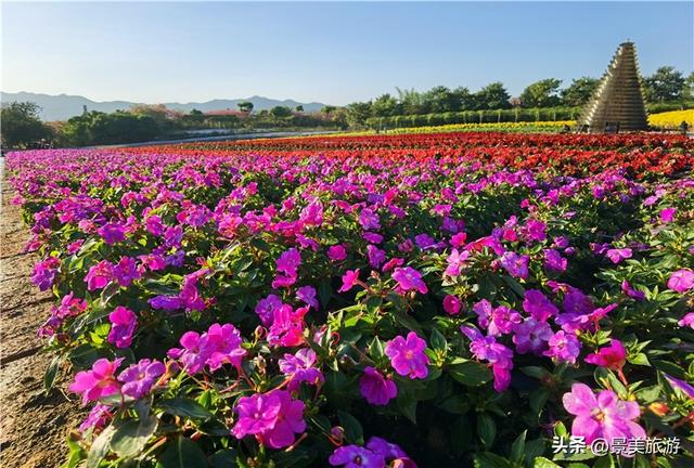 国庆假期，佛山卡玛缤纷花世界举办金秋花会，共赴风花秋月之约