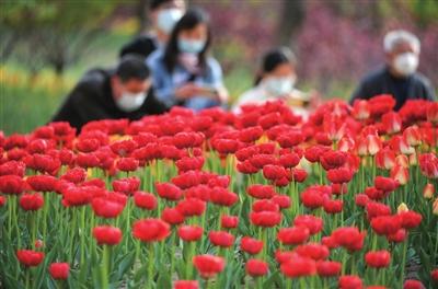 选美太原|芳林缀满城
