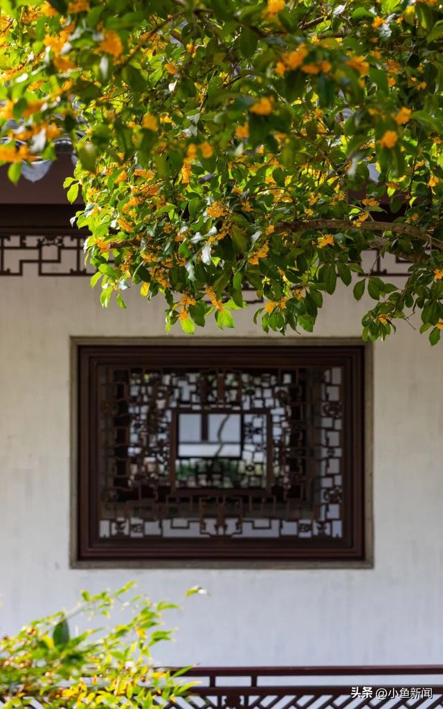 美爆了！苏州秋日大片，上新了！