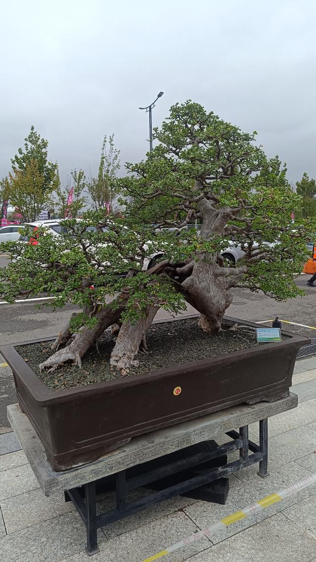 洛阳伊滨花境园缤纷世界等你来
