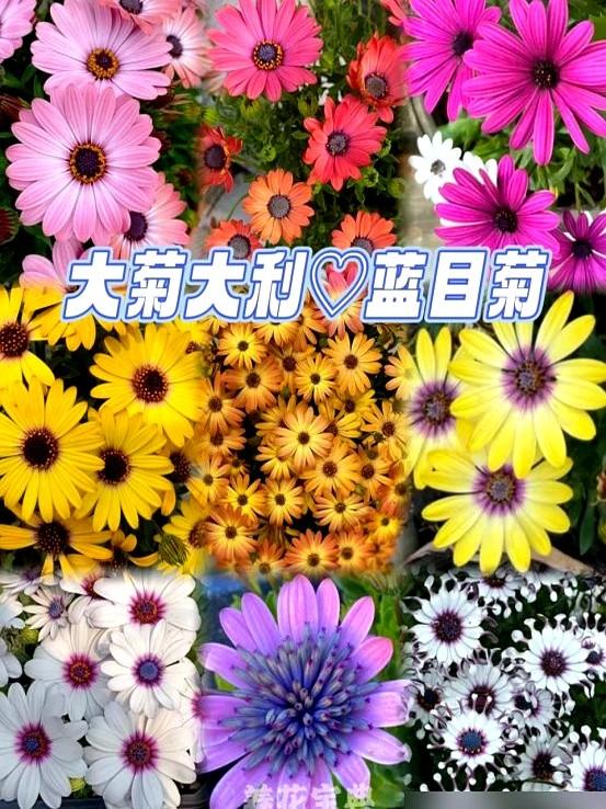 阴花不能进阳宅！这5种花“打死”也不养，家里若有？快挪走！