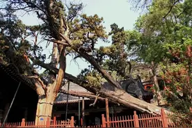 全国排名12！山西古树名木超过10万株图片