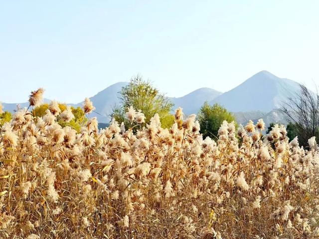 深秋太极岛：芦花漫舞，群鸟蹁跹