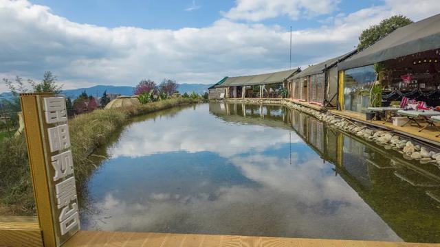 昆明市区冬樱花树下连猪都能自由奔跑的世外桃源