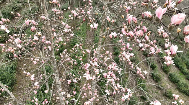 冬阳暖川北 青川县辛夷早绽报春来