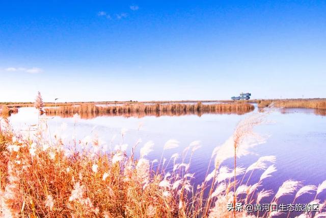【黄河口生态旅游区】这里不止有“鸟浪” !