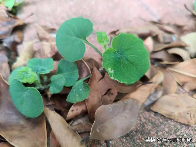花似蒲公英，人称“消炎草”，抗菌又消炎，对肺炎、肝炎都有好处