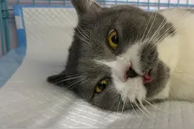 千万不要给猫绝育！绝育手术的5个真相养猫家庭都该知道！图片