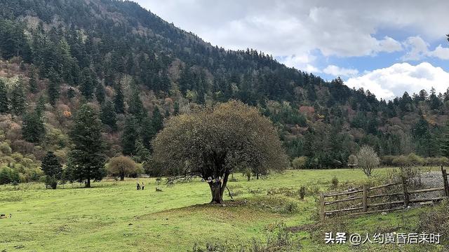 今年的彩林，选择了神仙池（嫩恩桑措）