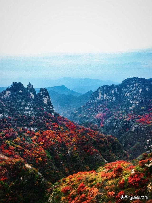 实拍!红的橘的黄的,整个淄博“燃”起来了!这些路段落叶缓扫→