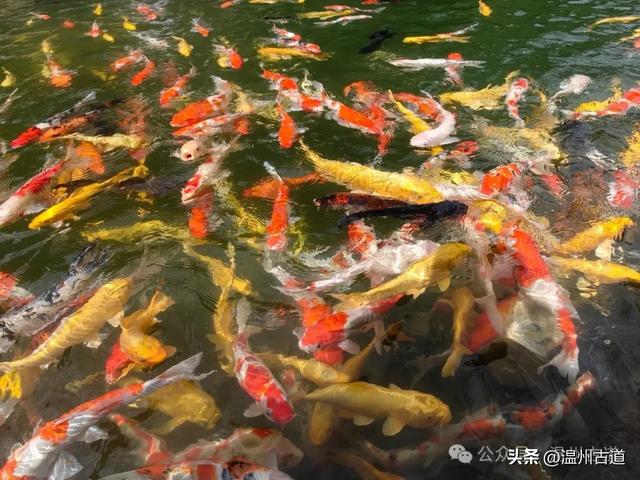 浙江小众绿宝石秘境！一个很多温州人都不知道的宝藏景区