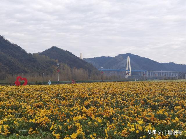 千年古麇，菊香五峰！十堰市郧阳区东峰村万亩菊花震撼盛开太美了