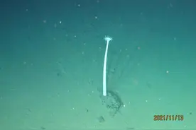 万米深渊之下：中国科学家揭秘海底世界的基因奥秘与生命奇迹图片