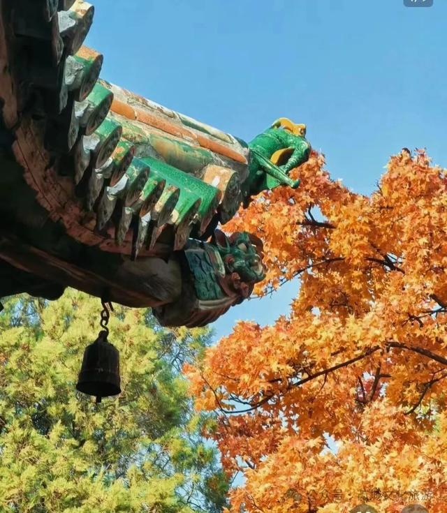 秋深景更美！运城最绚烂时刻到了！