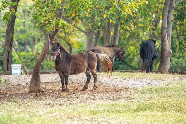 《疯狂动物城》苏州分“城”来啦！
