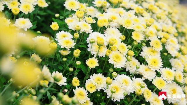 文化中国行丨寒露时节探访大汶口镇：文旅焕彩魅力奔涌