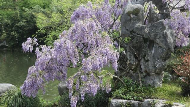 杭州春日“绝绝紫”瀑布已上线！