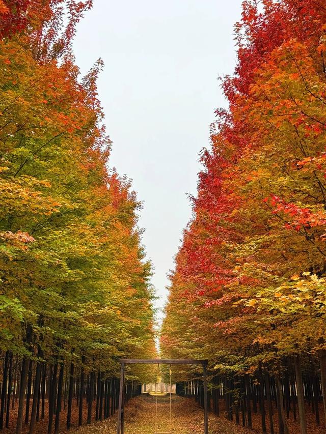 北房红枫林已到最佳观赏期，快来拍照打卡