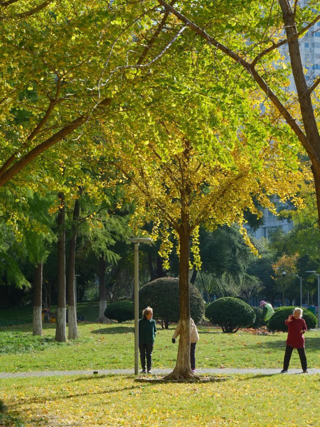 周末N次方 | 打开这份江汉赏秋图鉴→