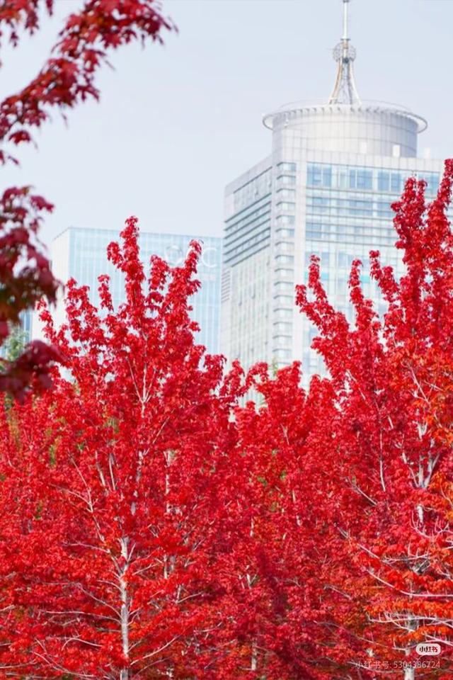 临沂市区赏秋地图出炉！红枫、银杏、落叶道…承包你的秋日朋友圈