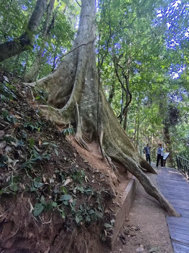 2026.2.20，我在南腊河吹风，36米高空踏云