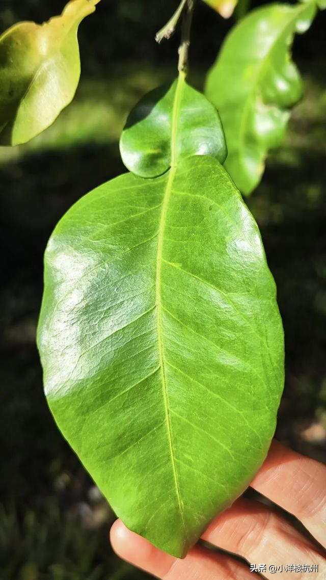 跟随树友们逛中国第一座现代植物园——浙大植物园