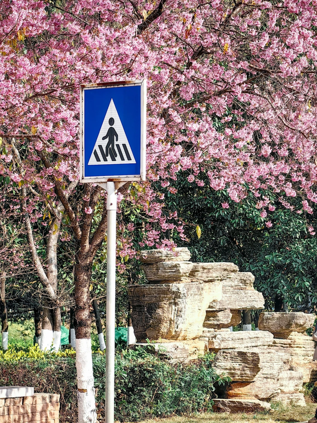 大寒至，春可期，昆明这些地方繁花似锦！