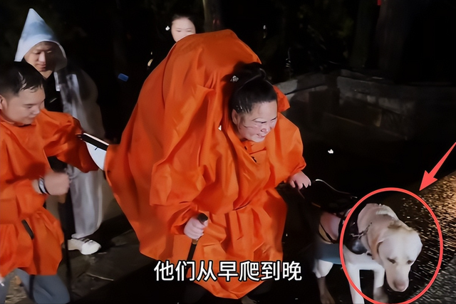 带导盲犬爬泰山夫妻“社会性死亡”！身份目的被扒，结局大快人心