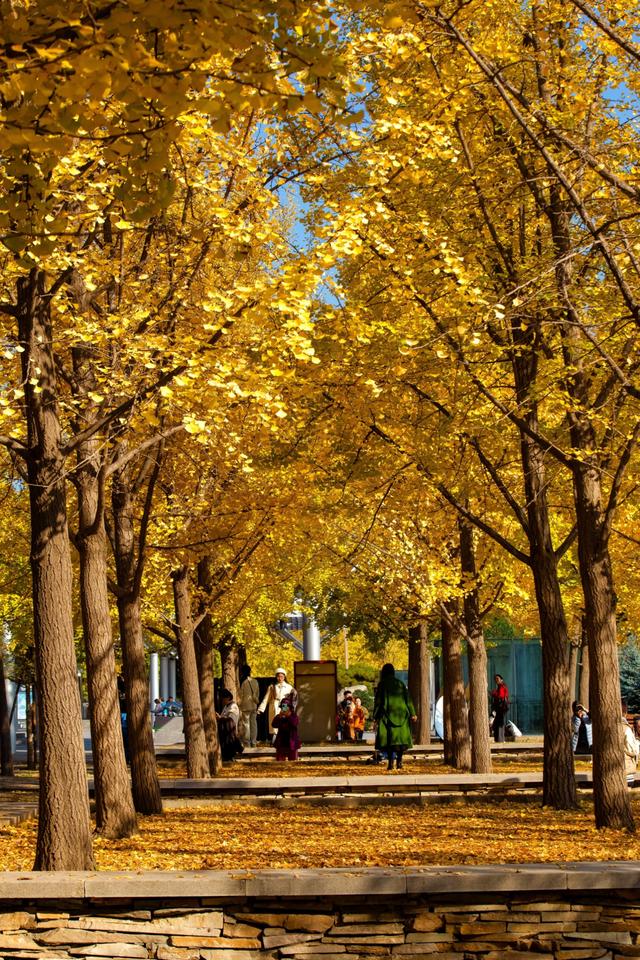 北京的秋天一定要奥林匹克森林公园！就是一场盛大的秋天盛宴