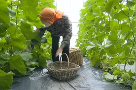 西阳苗圃香瓜抢“鲜”上市！图片