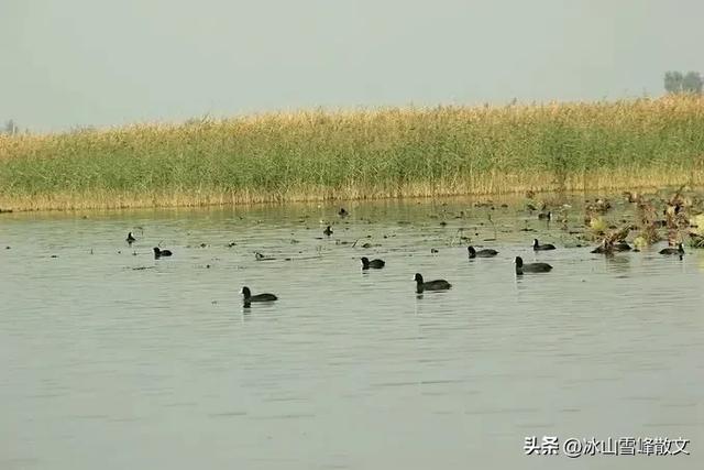 【随笔】与衡水湖对坐