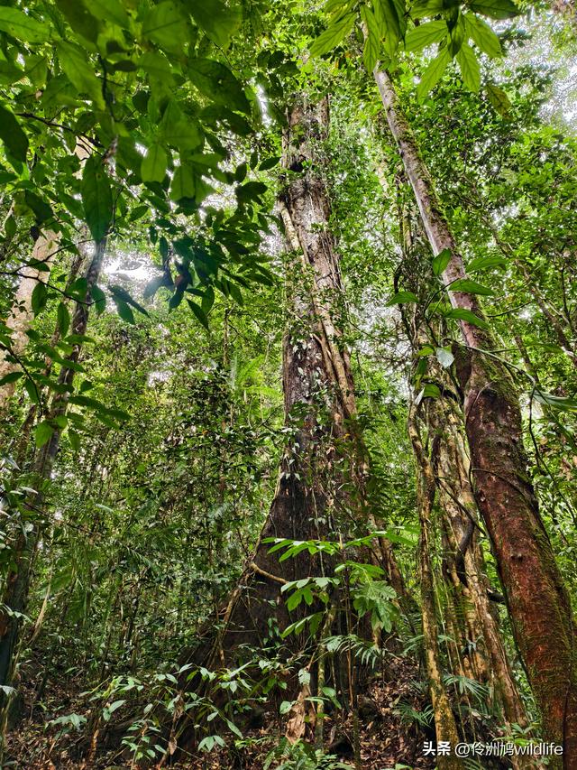 马来西亚(30)砂拉越州④姆鲁山徒步线路