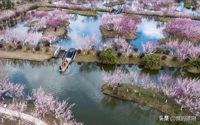好美！德阳这些地方，红了、粉了、黄了…（附赏花点位）
