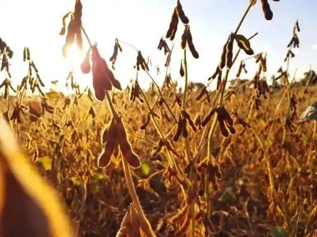 美政府停摆才几天，特朗普对华态度变了，他希望中国给他一个面子