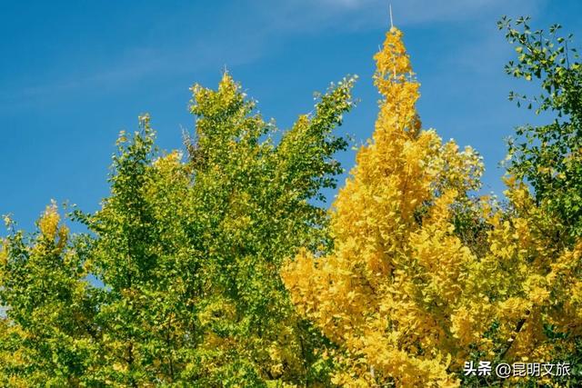 美爆！美爆！超全攻略！超出片！🤳昆明银杏黄金倒计时，抓紧时间冲~