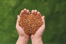 一个“贴牌品牌”，凭什么可以做到茅台镇第四？图片