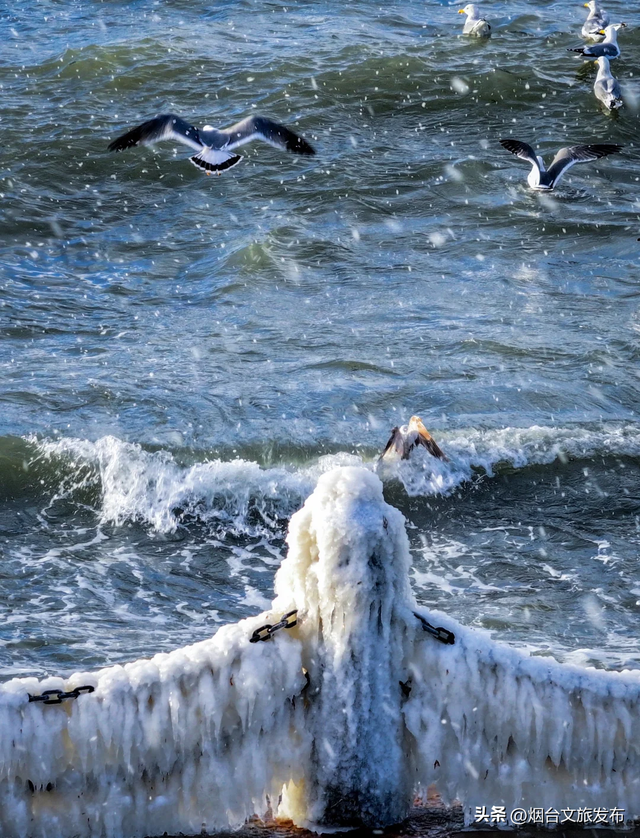 【乐游烟台】这辈子一定要来看看下雪的烟台雪！