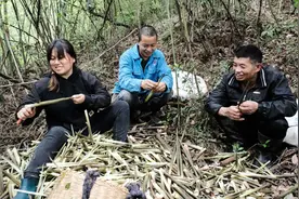 湖南麻阳山间竹笋遍地生图片
