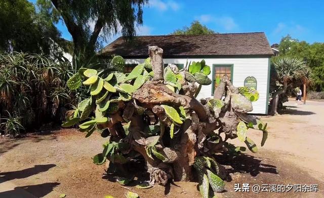 美国东西海岸游（七）——海风与时光交织的圣地亚哥一日游