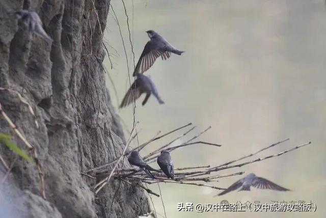 汉中汉江湿地晨景绝了！薄雾锁江，鸟戏江波，宛如仙境！