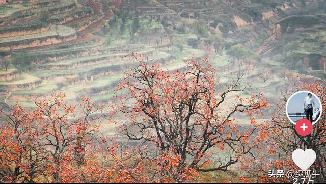 陕西彬州柿子火出圈，千万级流量，引来全国游客打卡