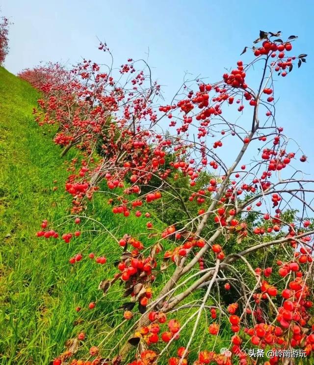 西安周边2小时行程内，免费摘柿子拍照打卡之地推荐！