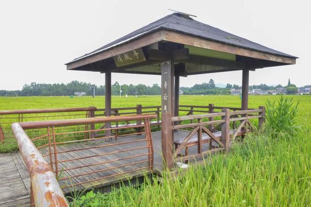 稻浪、长廊、观景台……新津宝藏乡村，“丰”景入画