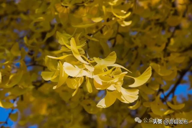 今天实拍！浮来山银杏，一树鎏金映古寺