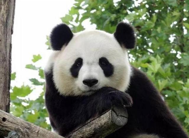 硬扛中国39天后，高市终于改口？