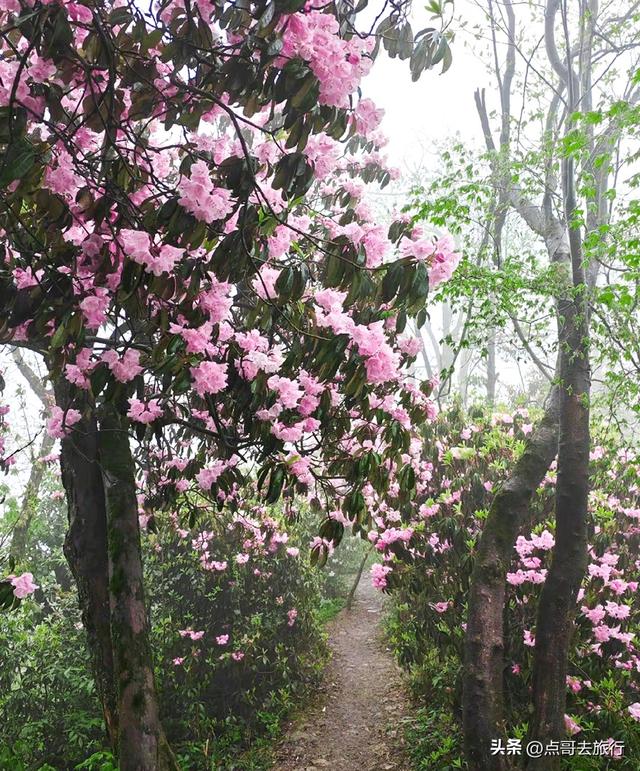 四川又一高山杜鹃惊艳了，刚好进盛花期，云海中的花园，非常唯美