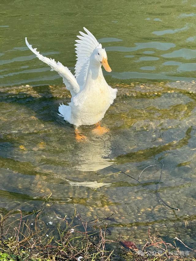 秋日的大宁公园简直美的不像话，推荐上海的朋友周末去玩