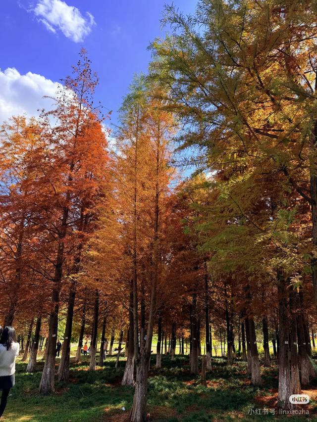 昆明白龙潭公园水杉红了，S湾新网红打卡点