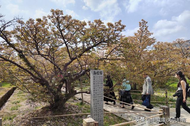 日本京都：走进仁和寺