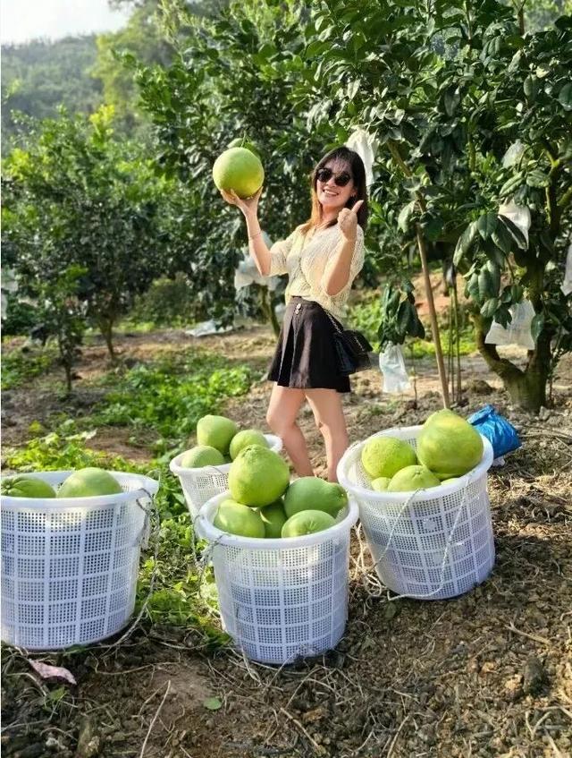 游在鹰潭 | 周末采摘指南！甘蔗清甜、草莓香甜，限定甜蜜等你来【全球学子嘉游赣 奇绝鹰潭逍遥游】